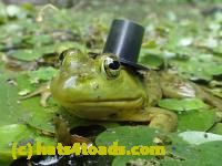 /home//u458753944/public_html/sourcegallery////Frogs/Bullfrogs 2016-08 Ontario/P8120064.JPG